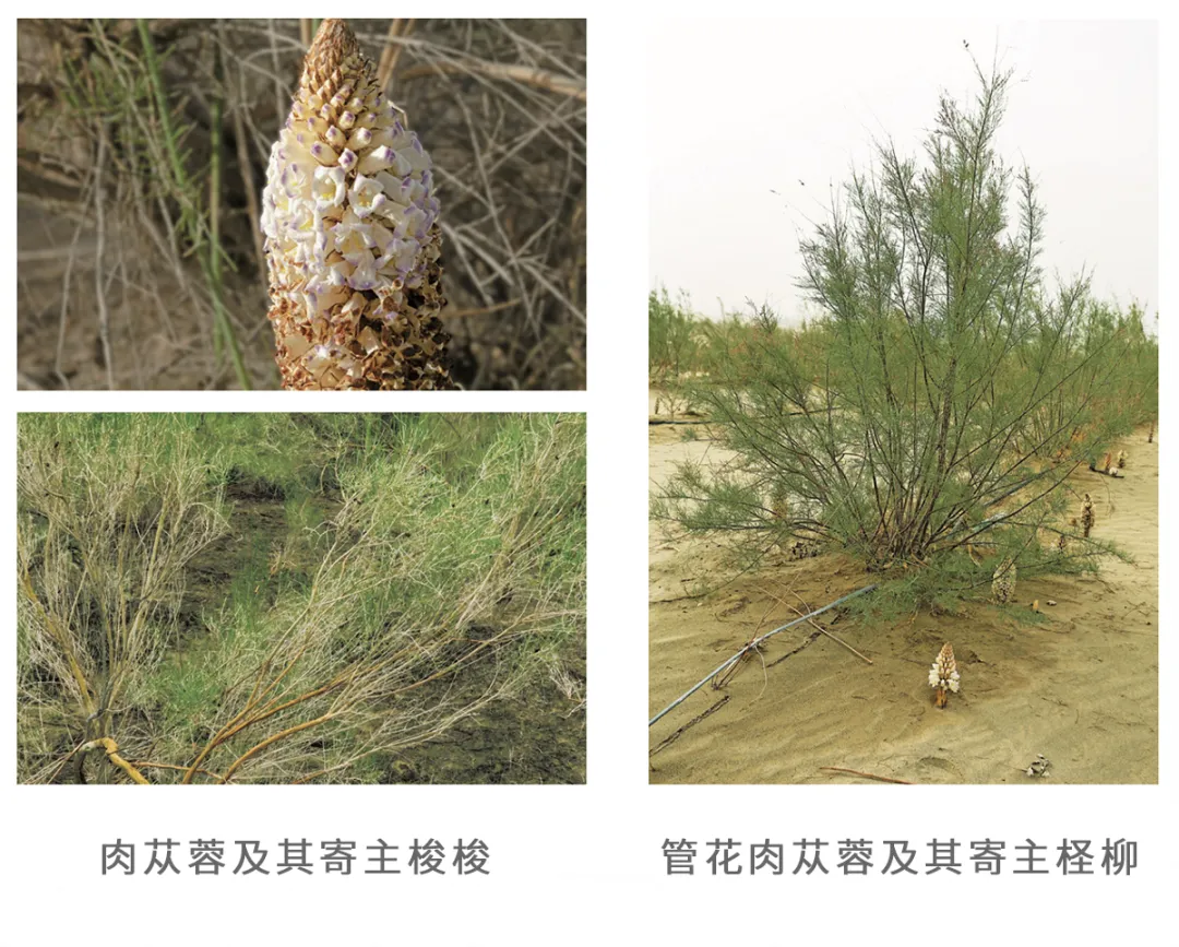 cistanche benefits
