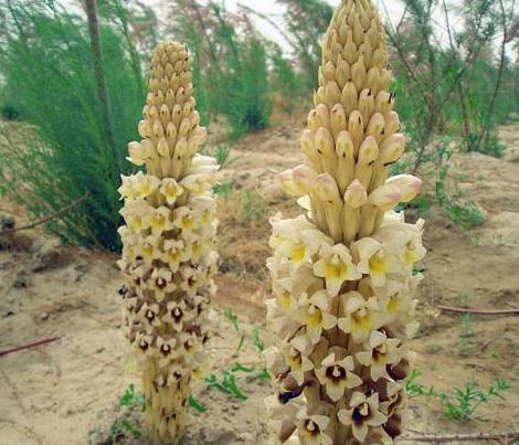 Cistanche tubulosa