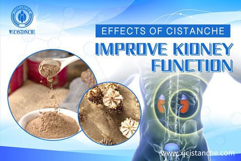 Cistanche improve kidney functions