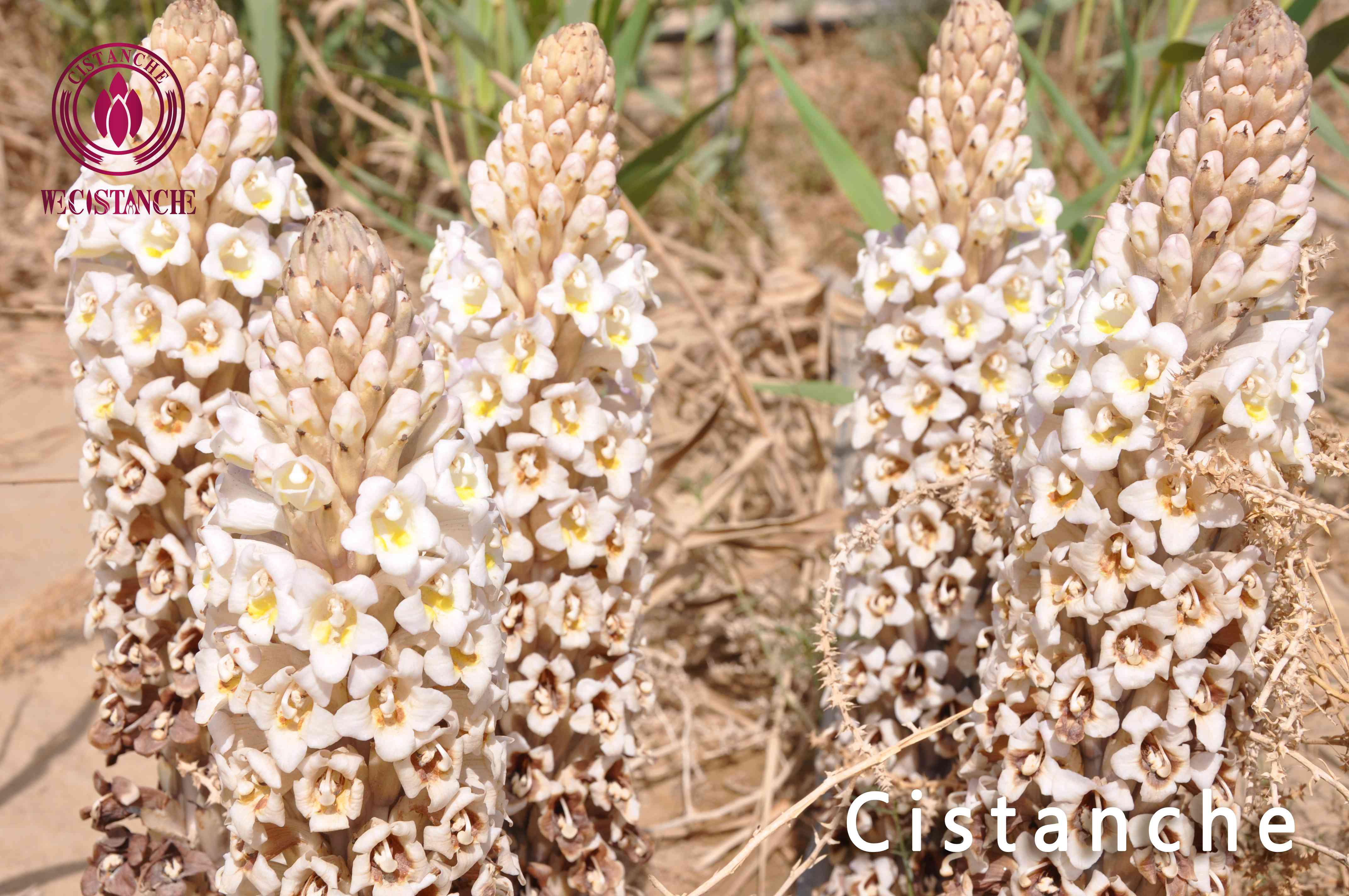 Cistanche help treating kidney disease