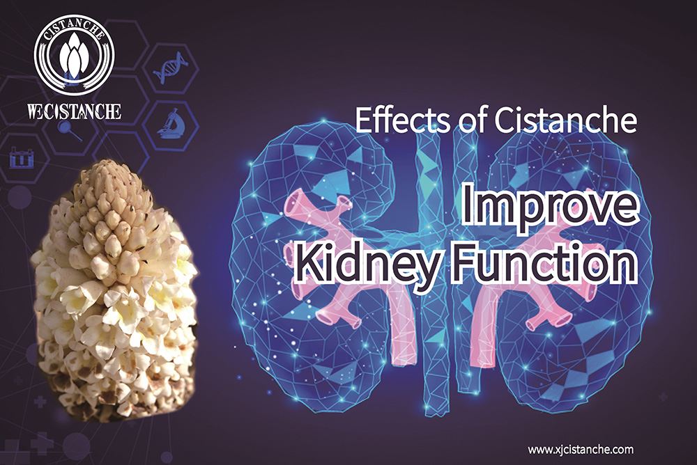 Cistanche improves kidney function and delays aging Cistanche improves kidney function and delays aging