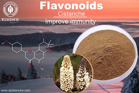 Chinese Traditional Medicine--Cistanche for improving Immunity