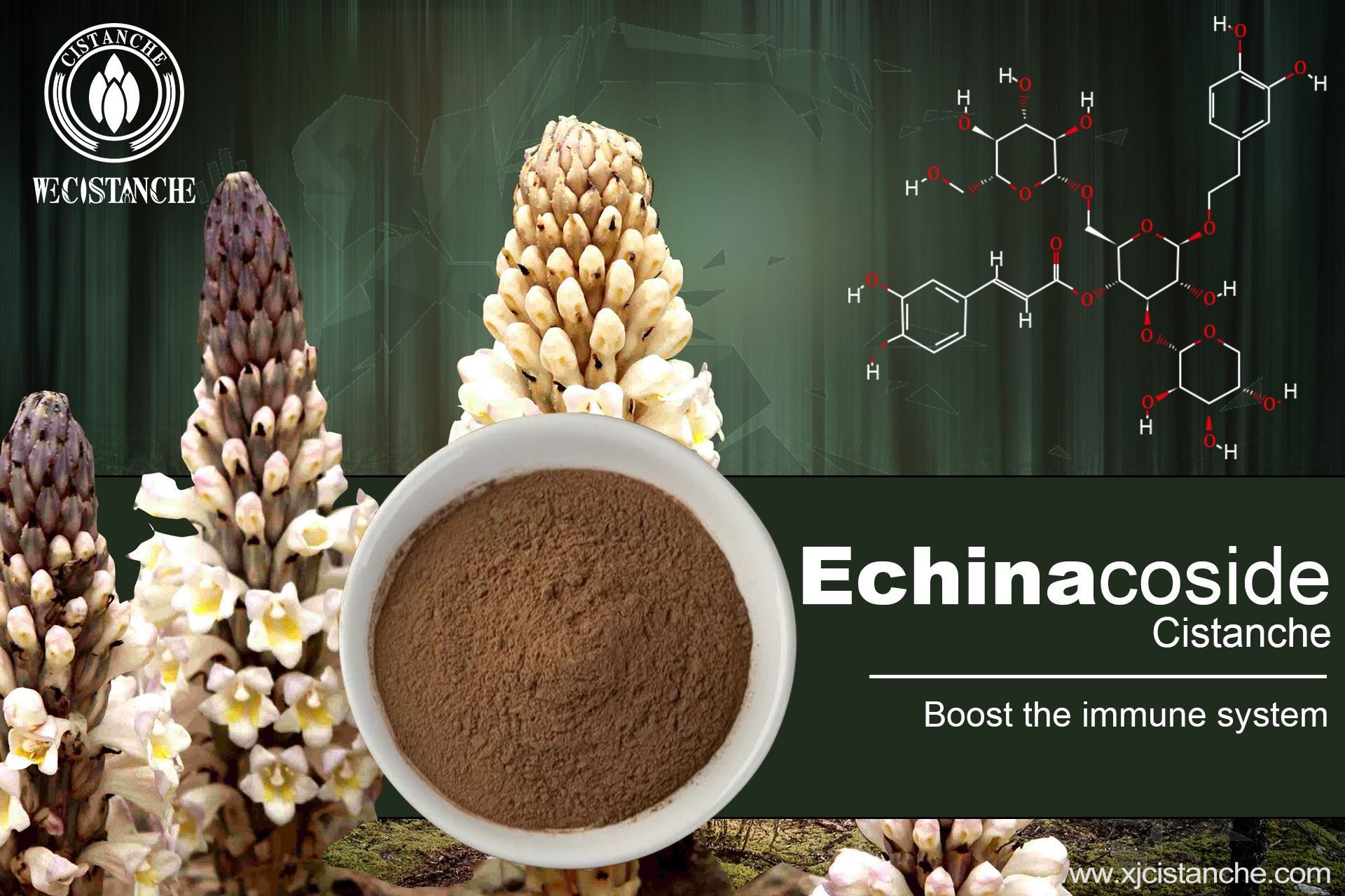 echinacoside improves immune function