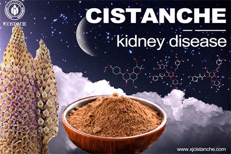 cistanche-kidney disease