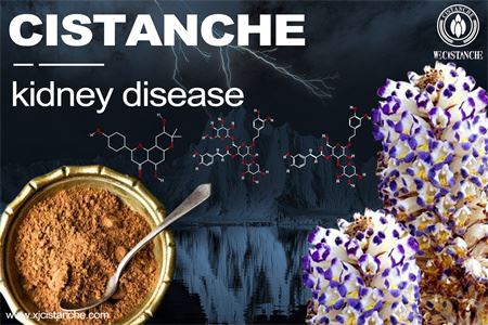 cistanche-kidney disease