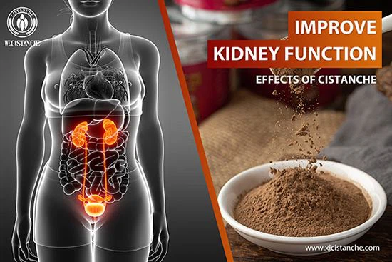 cistanche for improve kidney function