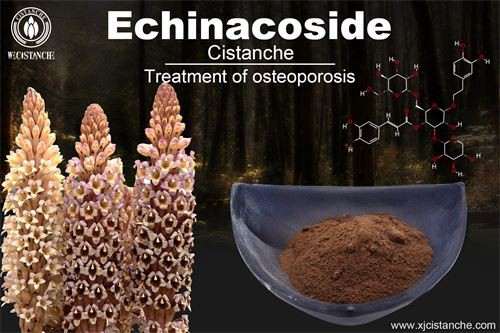 Cistanche deserticola have many effects, click here to know more Cistanche deserticola have many effects, click here to know more