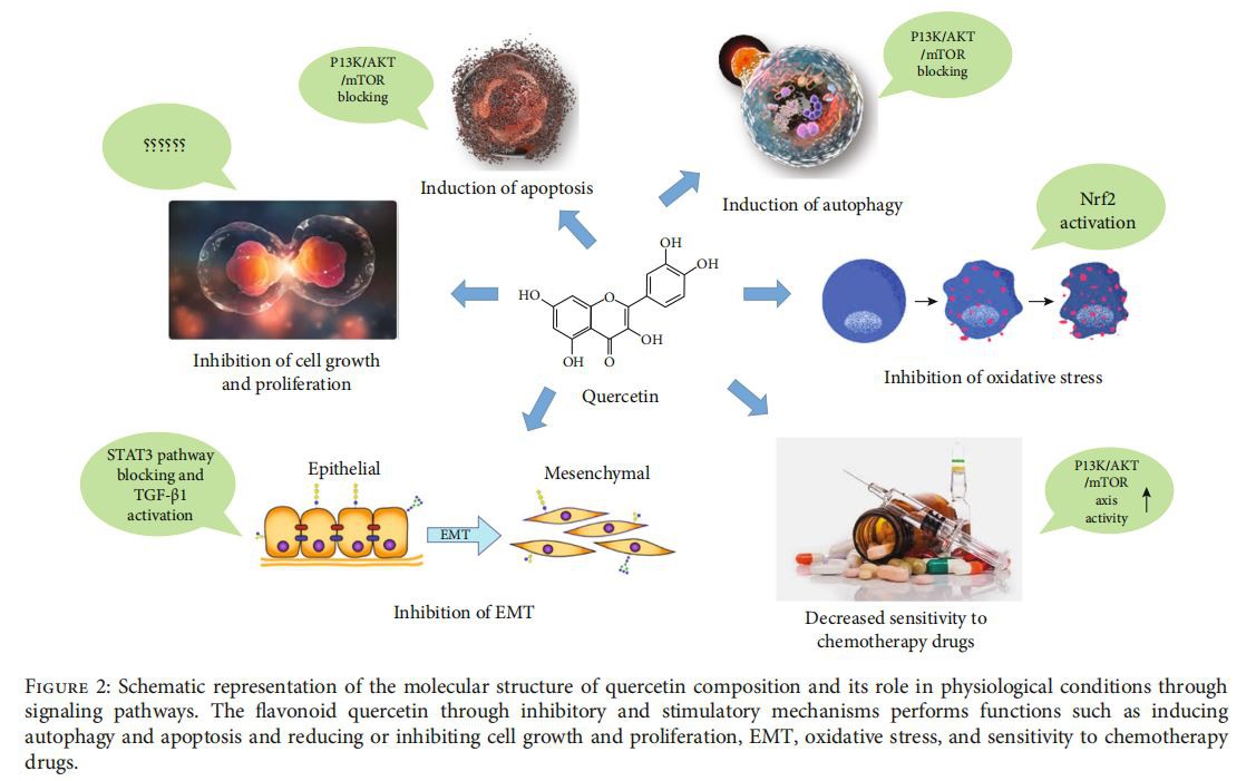 quercetin composition The flavonoid quercetin