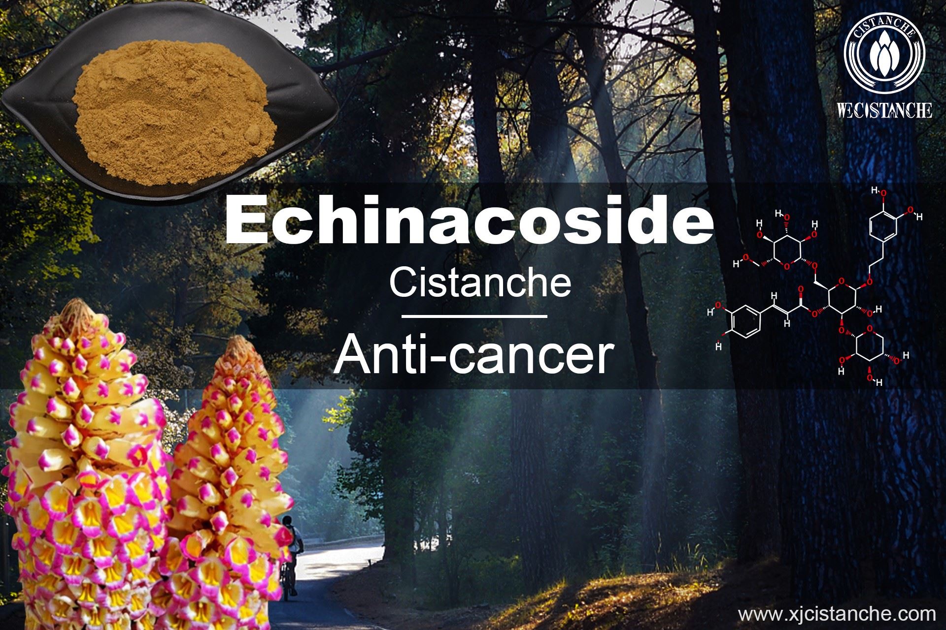 cistanche benefit: anti-cancer cistanche benefit: anti-cancer