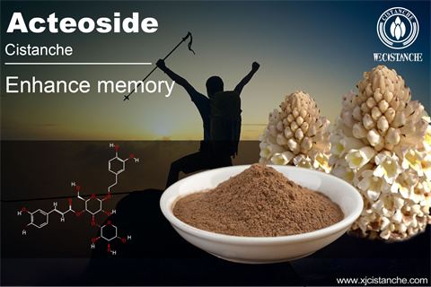 cistanche health benefits:improve memory cistanche health benefits:improve memory