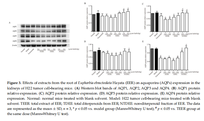 Effects of extracts from the root of Euphorbia ebracteolata Hayata (EER)on aquaporins(AQPs) expression in the kidneys of H22 tumor cell-bearing mice