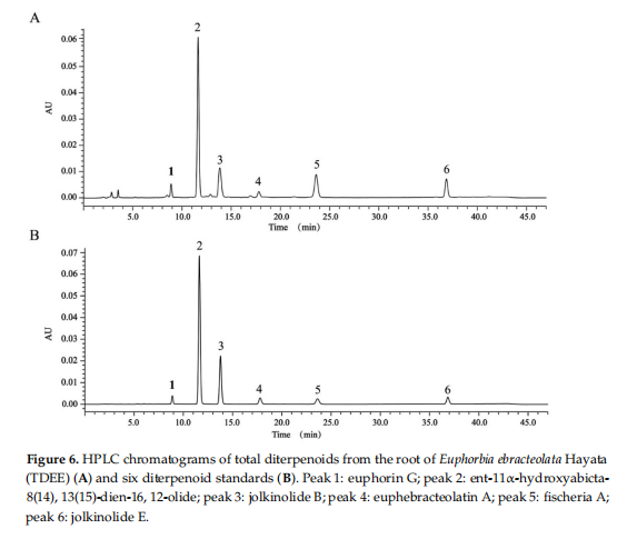 Figure 6.HPLC chromatograms of total diterpenoids from the root of Euphorbia ebracteolata Hayata (TDEE)(A) and six diterpenoid standards(B).Peak1:euphorin G; peak 2:ent-11α-hydroxyabicta-8(14),13(15)-dien-16,12-olide; peak3:jplkinolide B;peak4:euphebracteolatin A; peak5: fischeria A;peak 6: jolkinolide E.