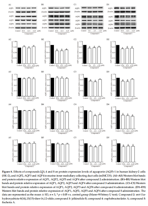 Figure 8. Effects of compounds 2, 3, 4 and 5 on protein expression levels of aquaporin (AQP)-1 in human kidney-2 cells  (HK-2), and AQP2, AQP3 and AQP4 in murine inner medullary collecting duct cells (mIM