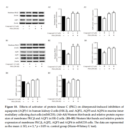 ects of activator of protein kinase C (PKC) on diterpenoid-induced inhibition of aquaporin (AQP)-1 in human kidney-2 cells (HK-2), and AQP2, AQP3 and AQP4 in murine inner  medullary collecting duct cells (mIMCD3). (A