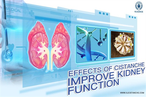 cistanche benefits reddit：improve kidney function