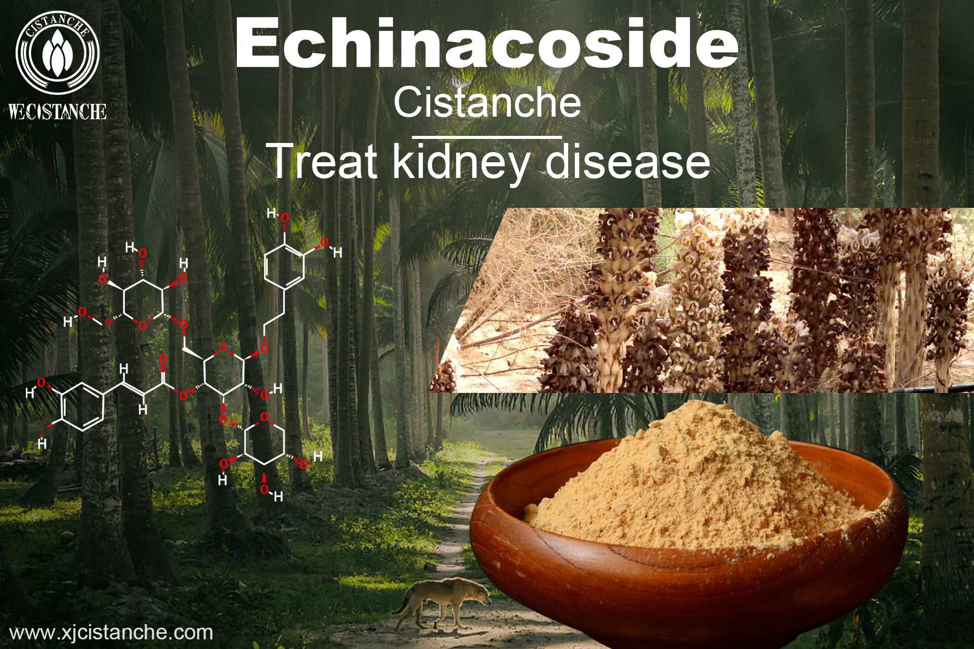 the best herb for acute kidney failure the best herb for acute kidney failure