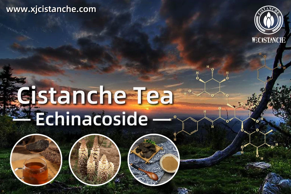 Cistanche application