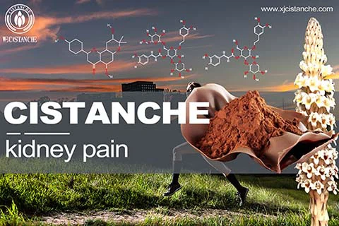 cistanche Chronic Renal Failure