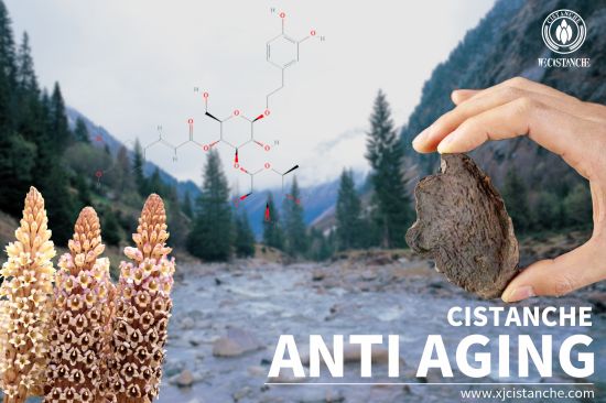 anti aging cistanche