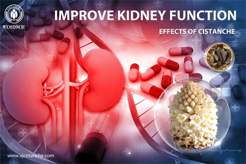effects of cistanche：improve kidney function 