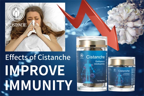what is cistanche