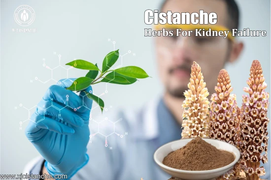 CISTANCHE EXTRACT WITH 25% ECHINACOSIDE AND 9% ACTEOSIDE FOR KIDNEY FUNCTION