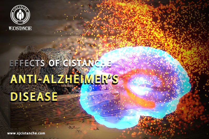 cistanche tubulosa for anti-Alzheimer's disease