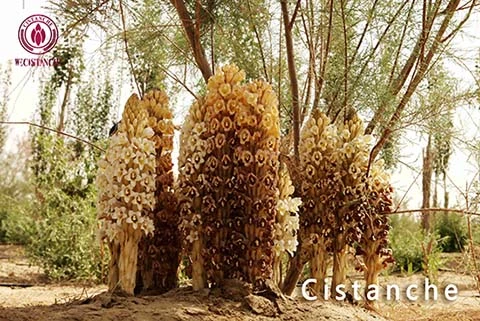 cistanche benefits