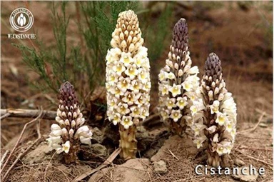 Cistanche Tubulosa Materijali Cistanche Root Cistanche Stem Cistanche Extract