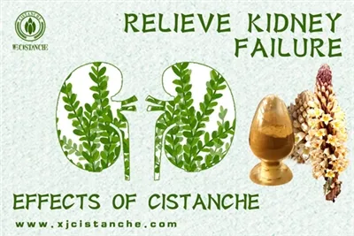 cistanche effect and product cistanche effect and product