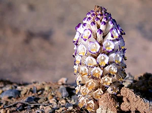 cistanche
